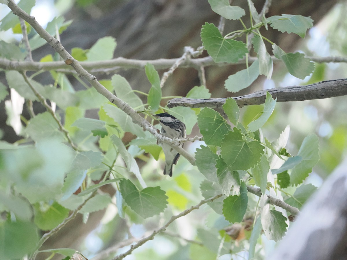 Blackpoll Warbler - ML619045524