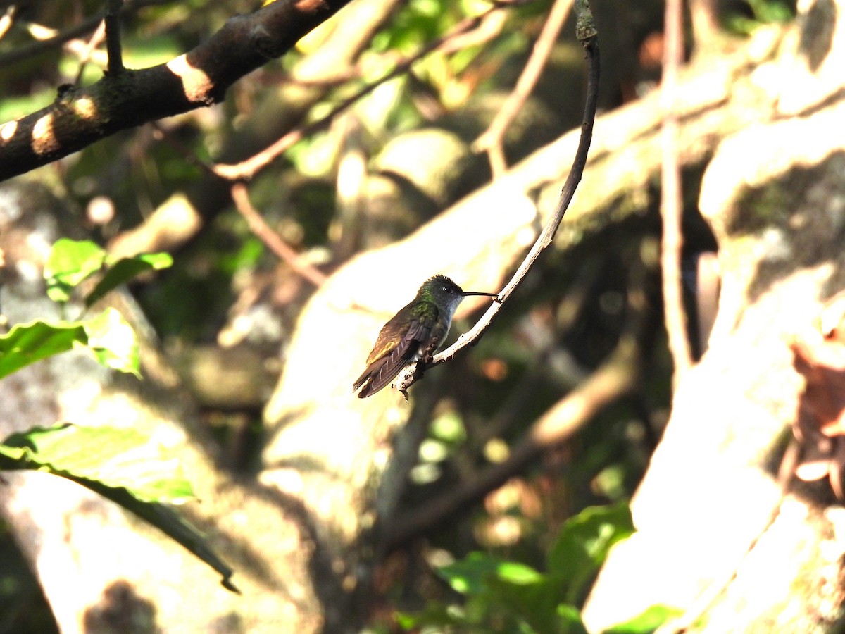 Azure-crowned Hummingbird - María Eugenia Paredes Sánchez