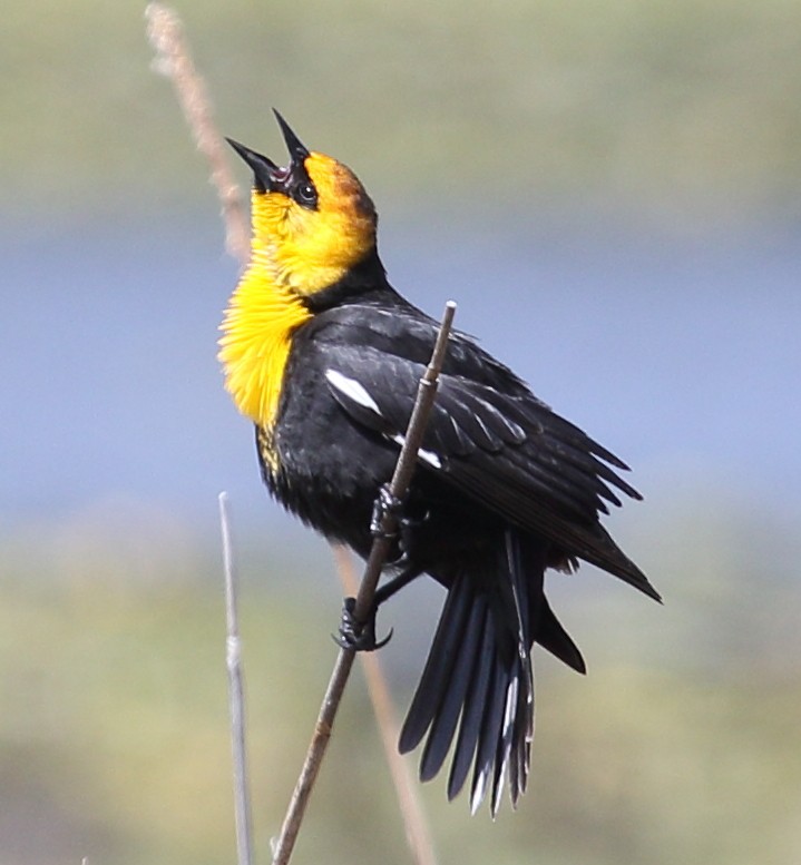 Yellow-headed Blackbird - Steve Huckabone