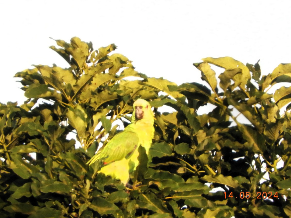 Yellow-naped Parrot - María Eugenia Paredes Sánchez