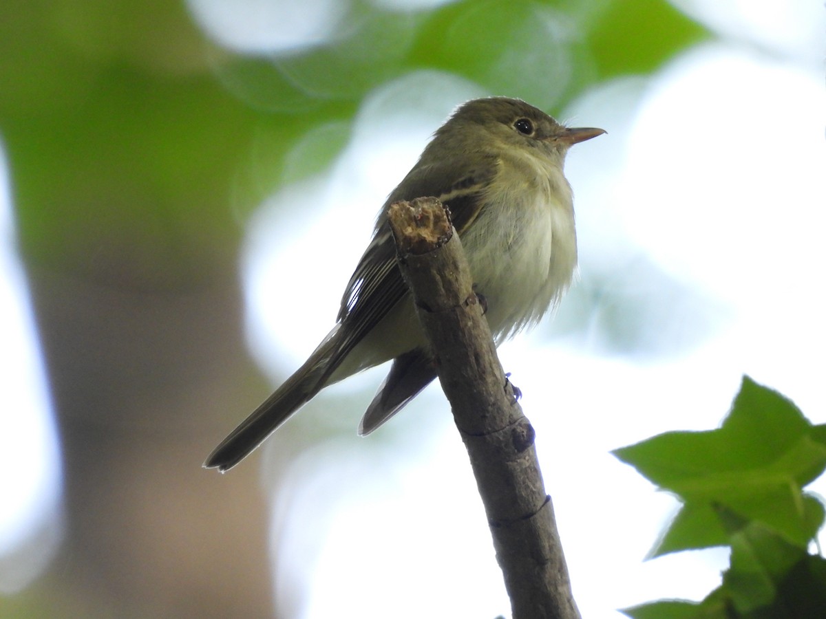 Acadian Flycatcher - ML619045586