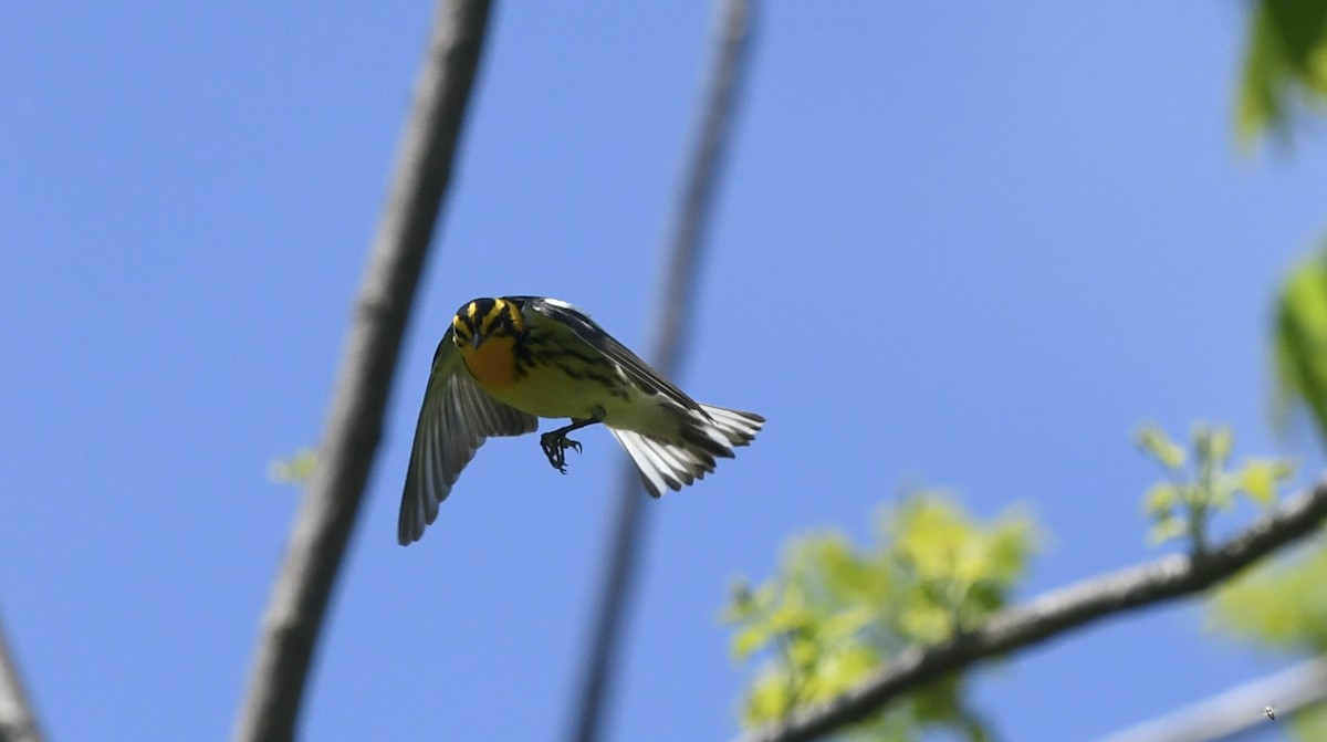 Blackburnian Warbler - ML619045588