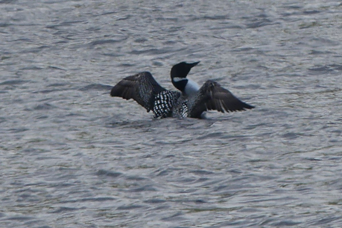 Common Loon - Roland Bergeron