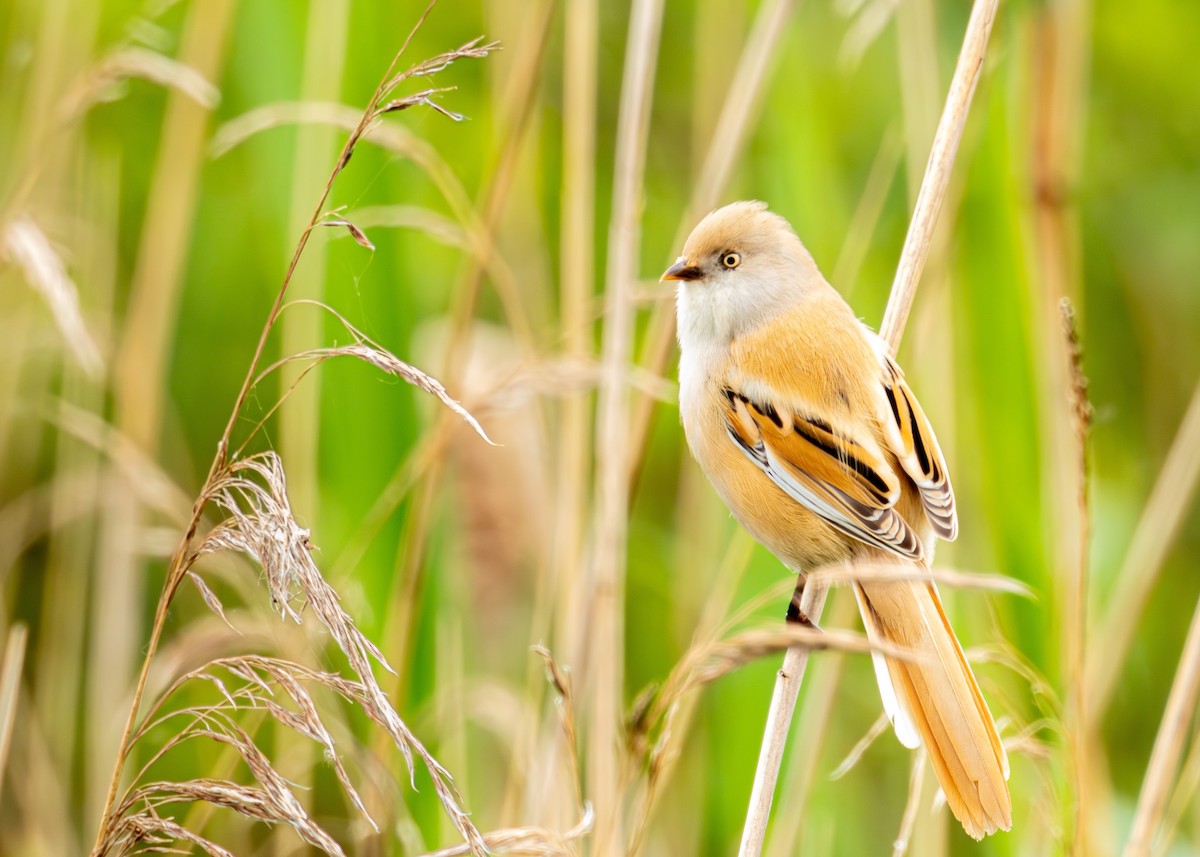 Bearded Reedling - ML619045605