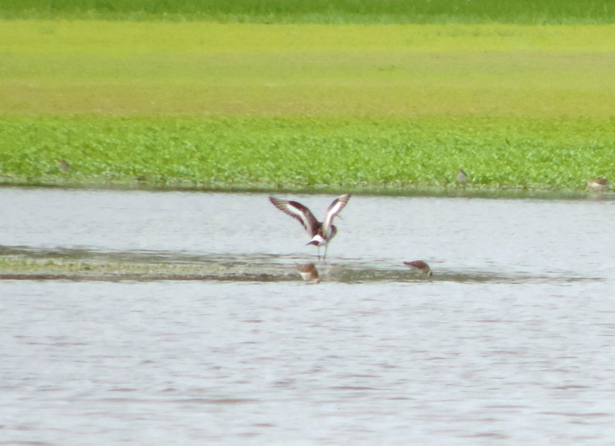 Black-tailed Godwit - ML619045608