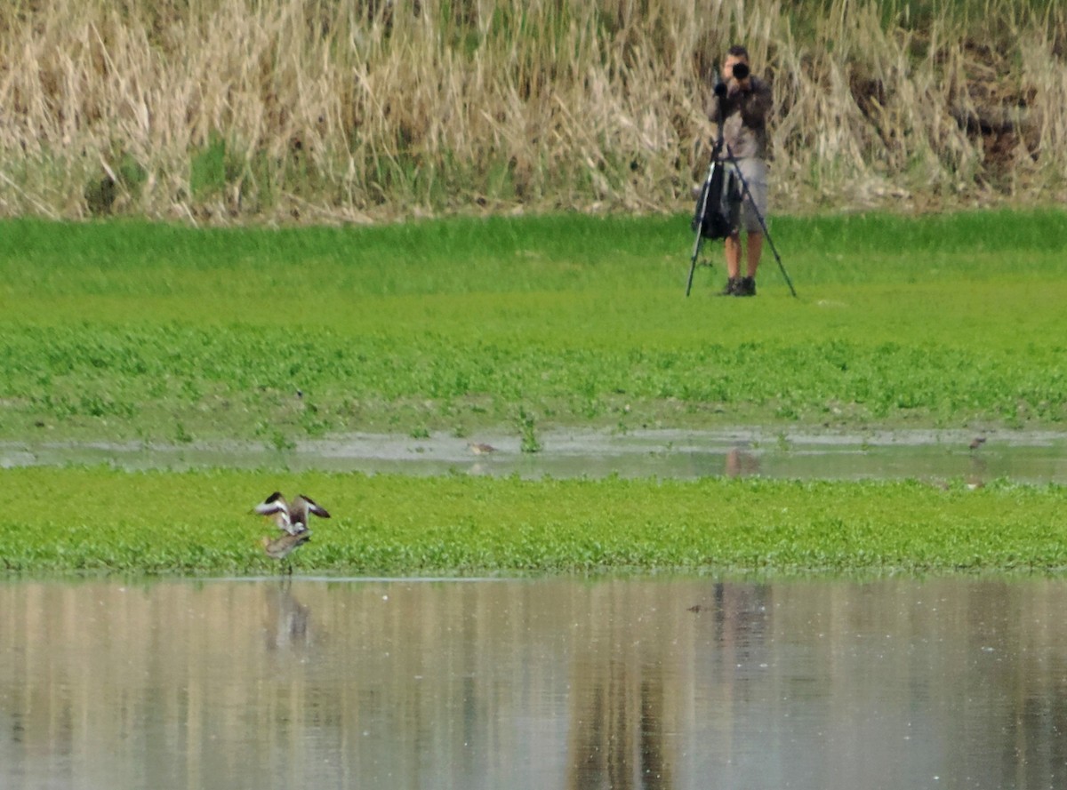 Black-tailed Godwit - ML619045609