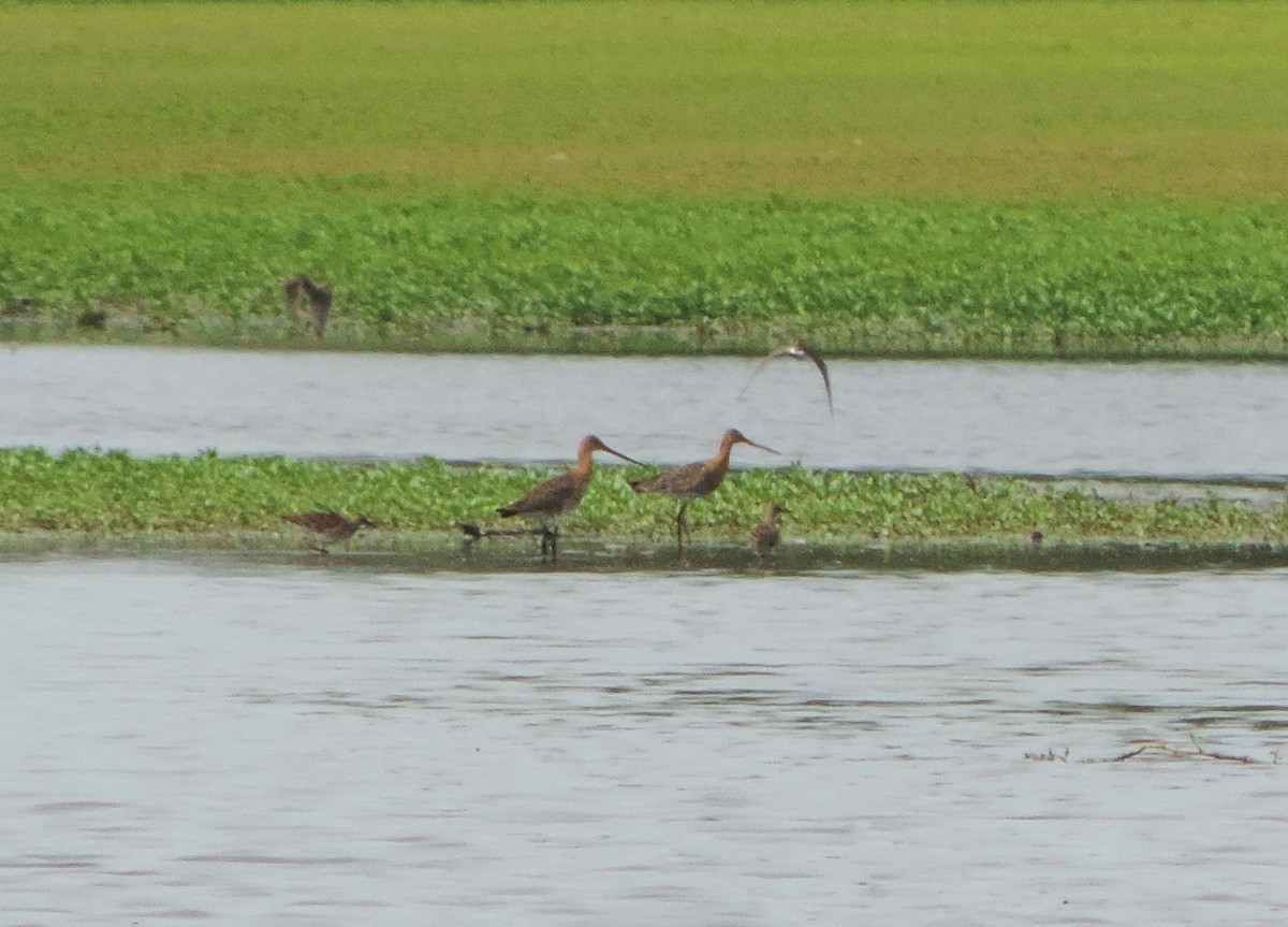 Black-tailed Godwit - ML619045610