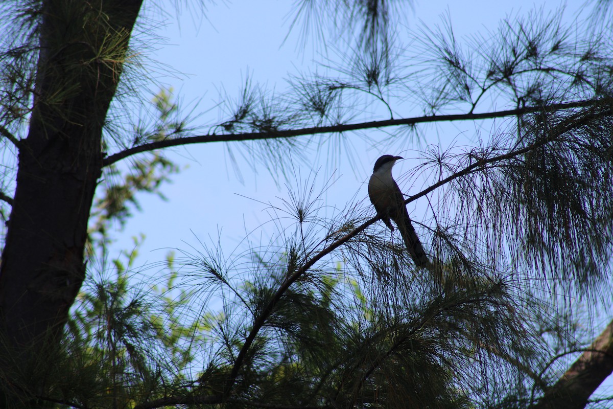 Mangrove Cuckoo - Janet Storr