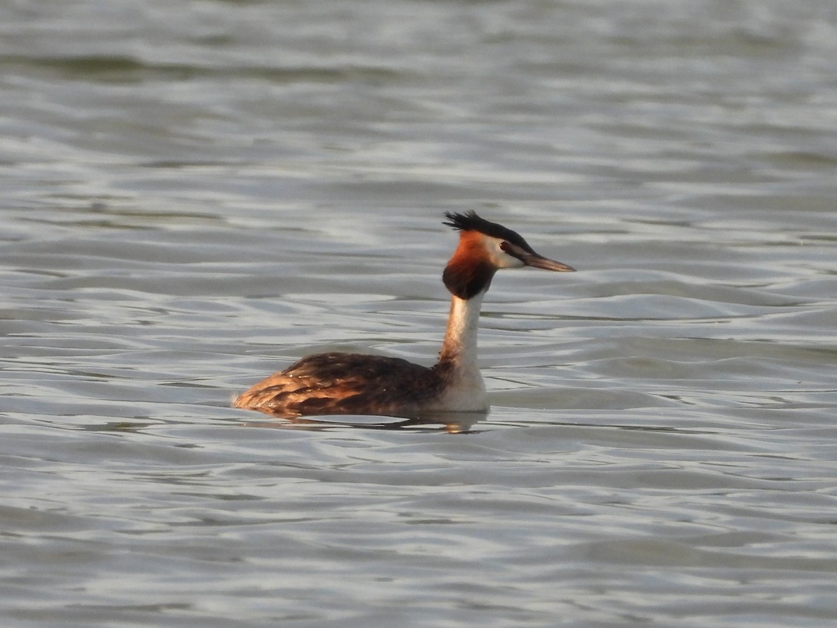 Great Crested Grebe - ML619045643
