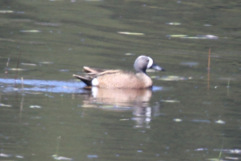 Blue-winged Teal - Steve Huckabone