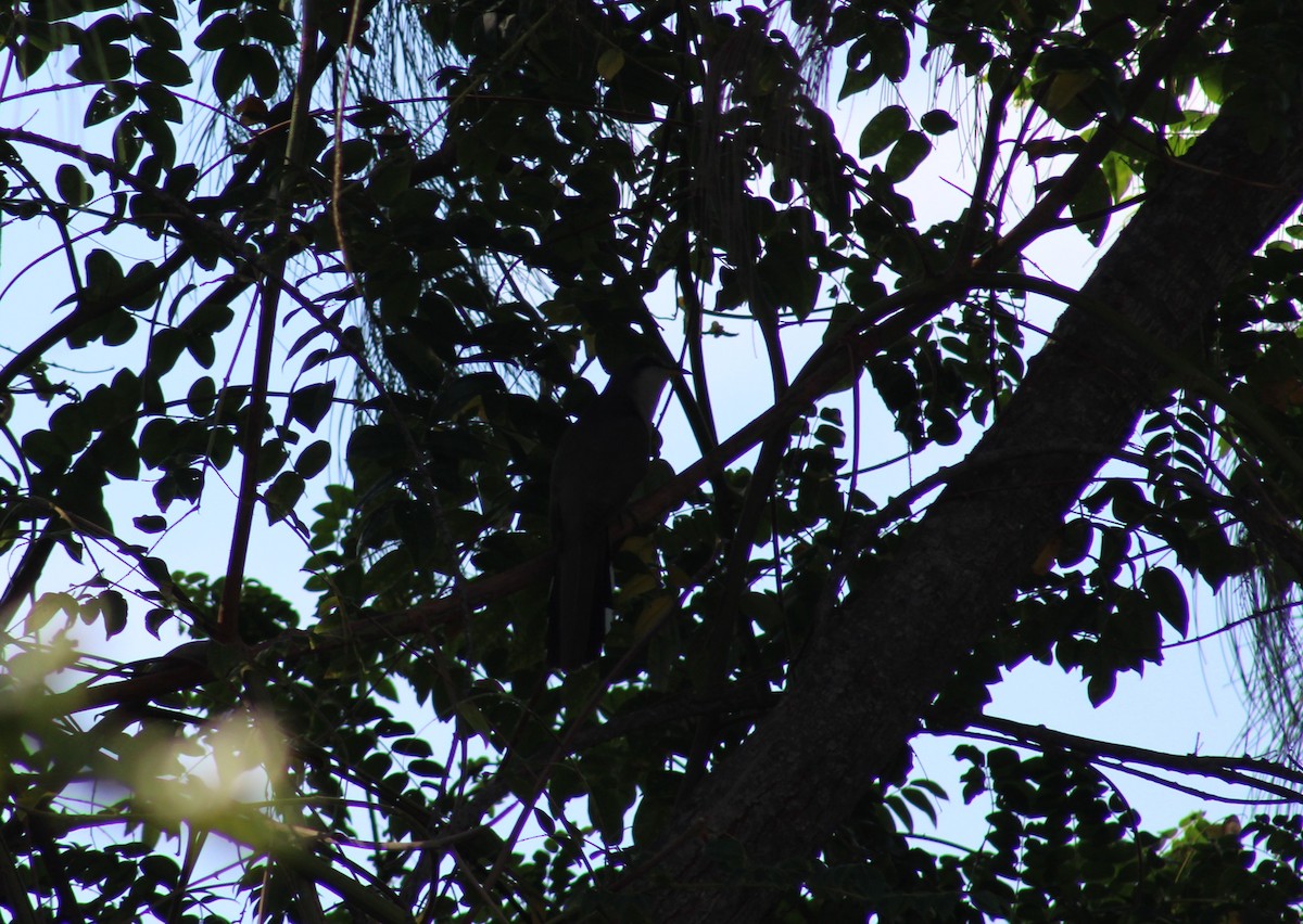 Mangrove Cuckoo - ML619045655