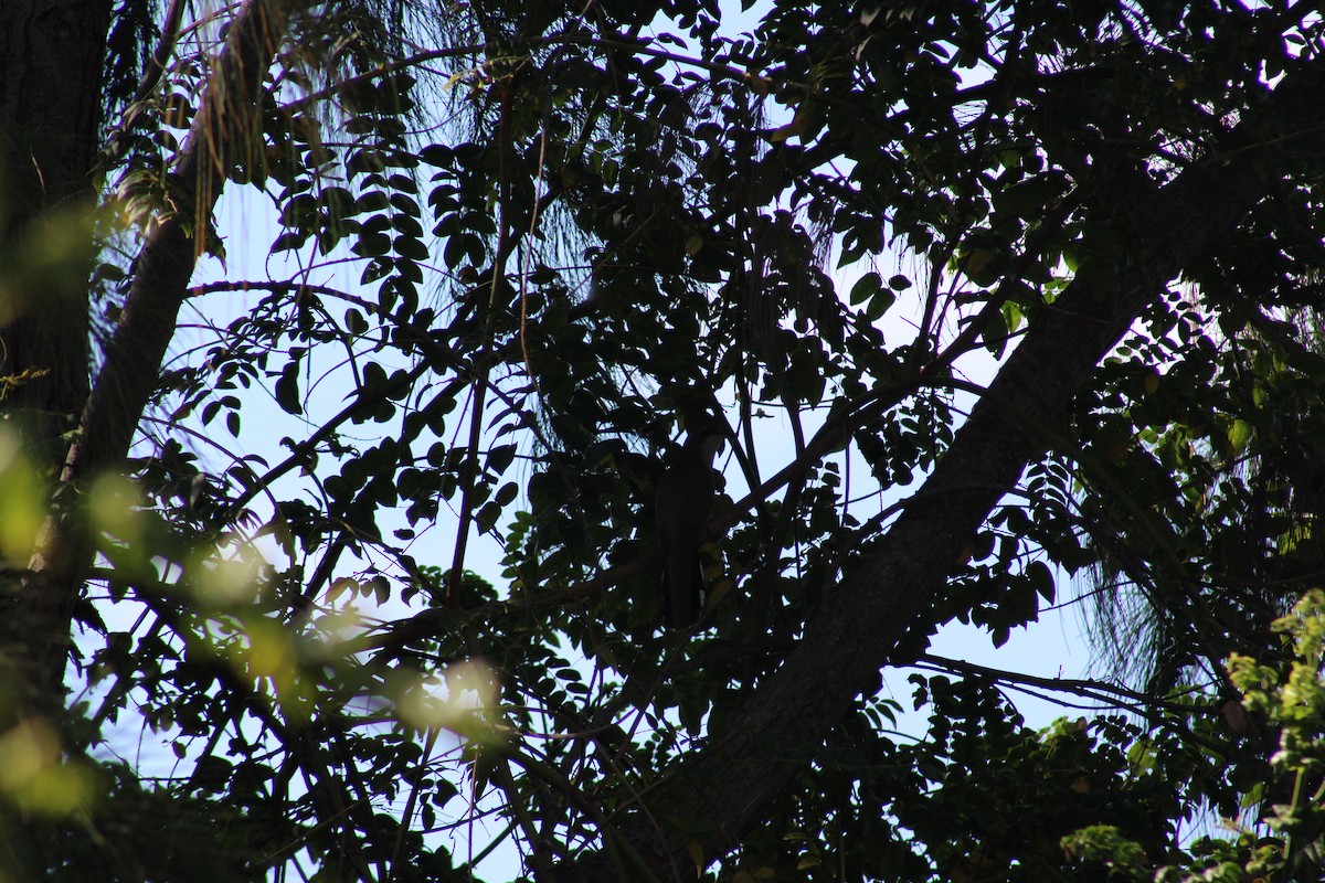 Mangrove Cuckoo - Janet Storr