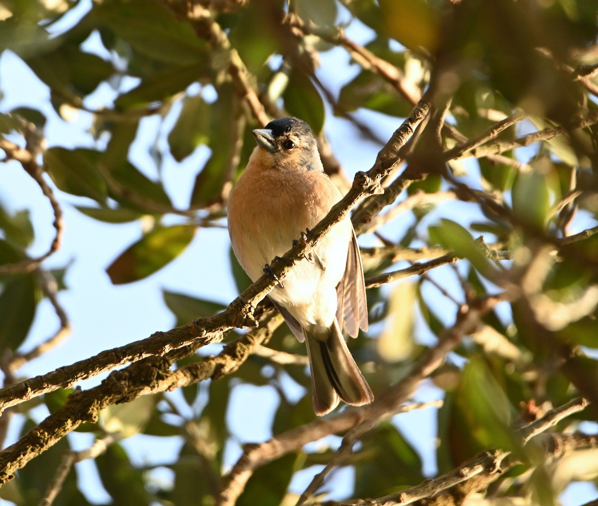 Azores Chaffinch - ML619045660