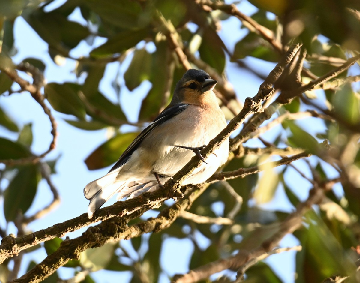 Azores Chaffinch - Jake Shorty