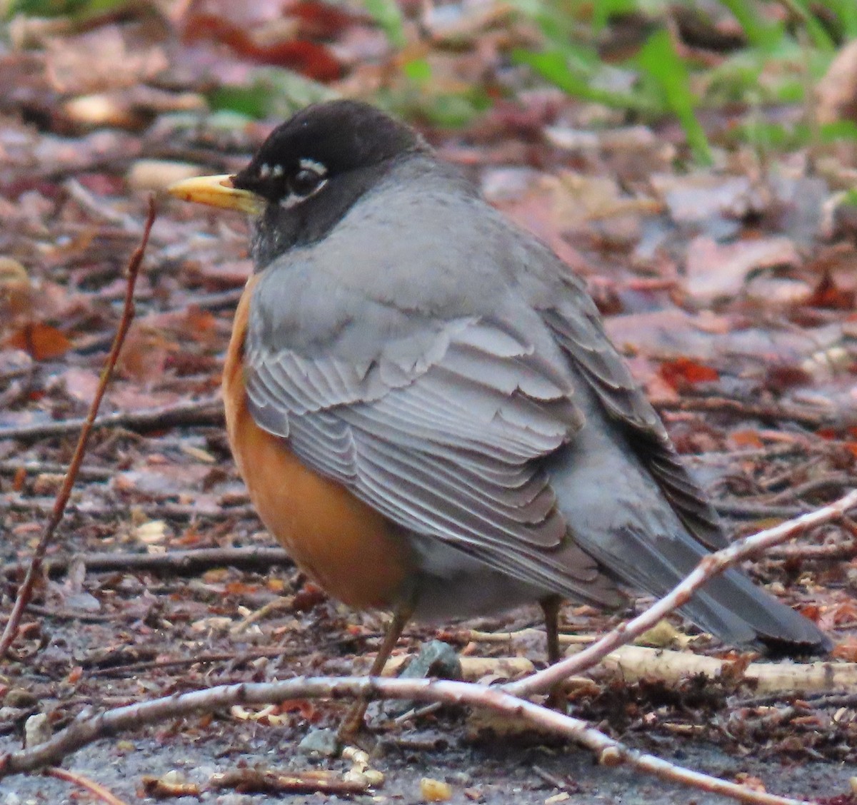 American Robin - Catherine Hagen