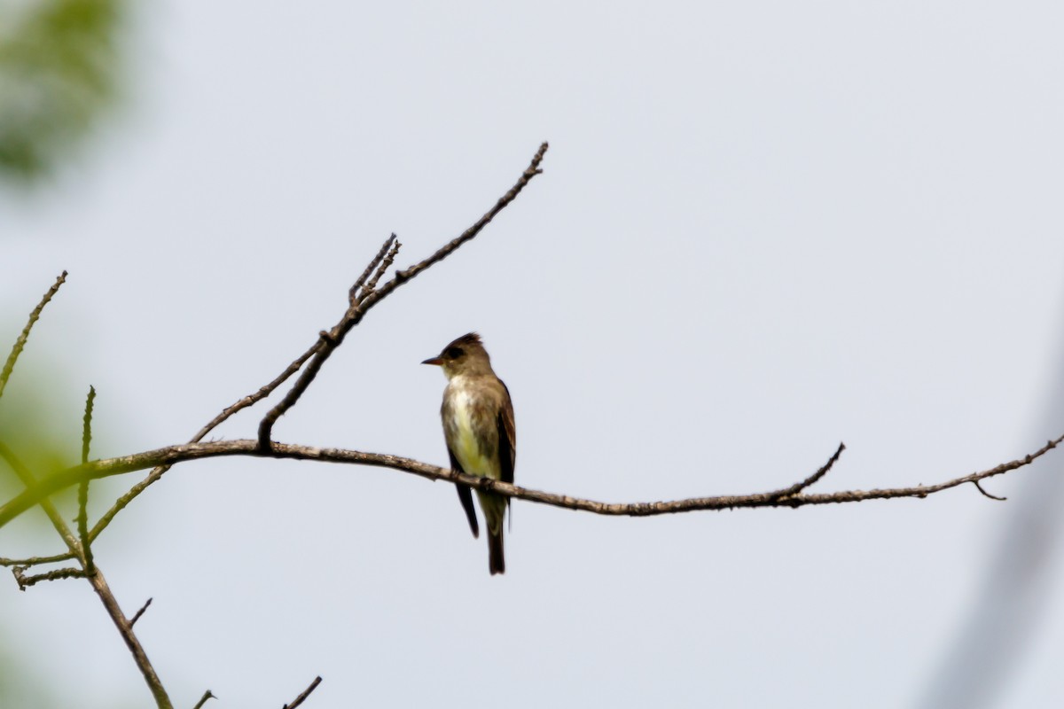 Olive-sided Flycatcher - ML619045675