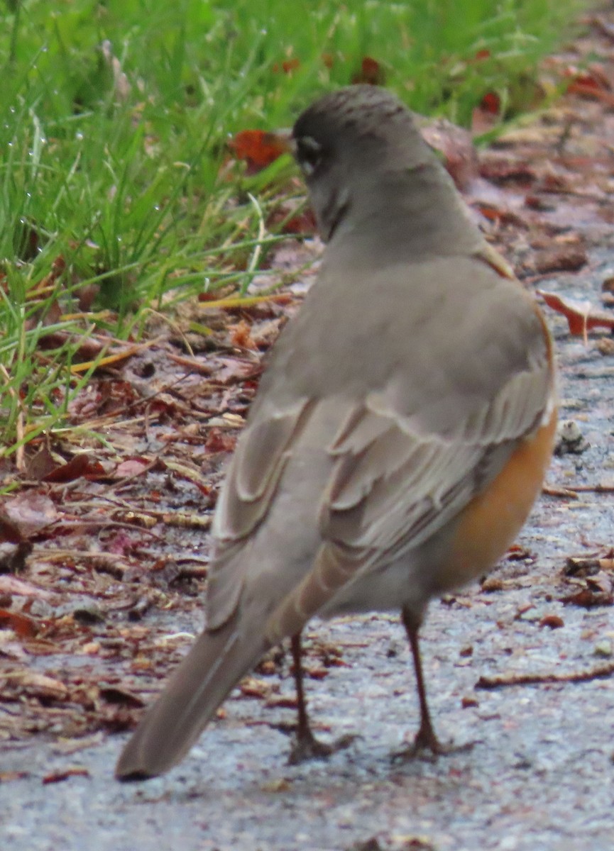 American Robin - Catherine Hagen