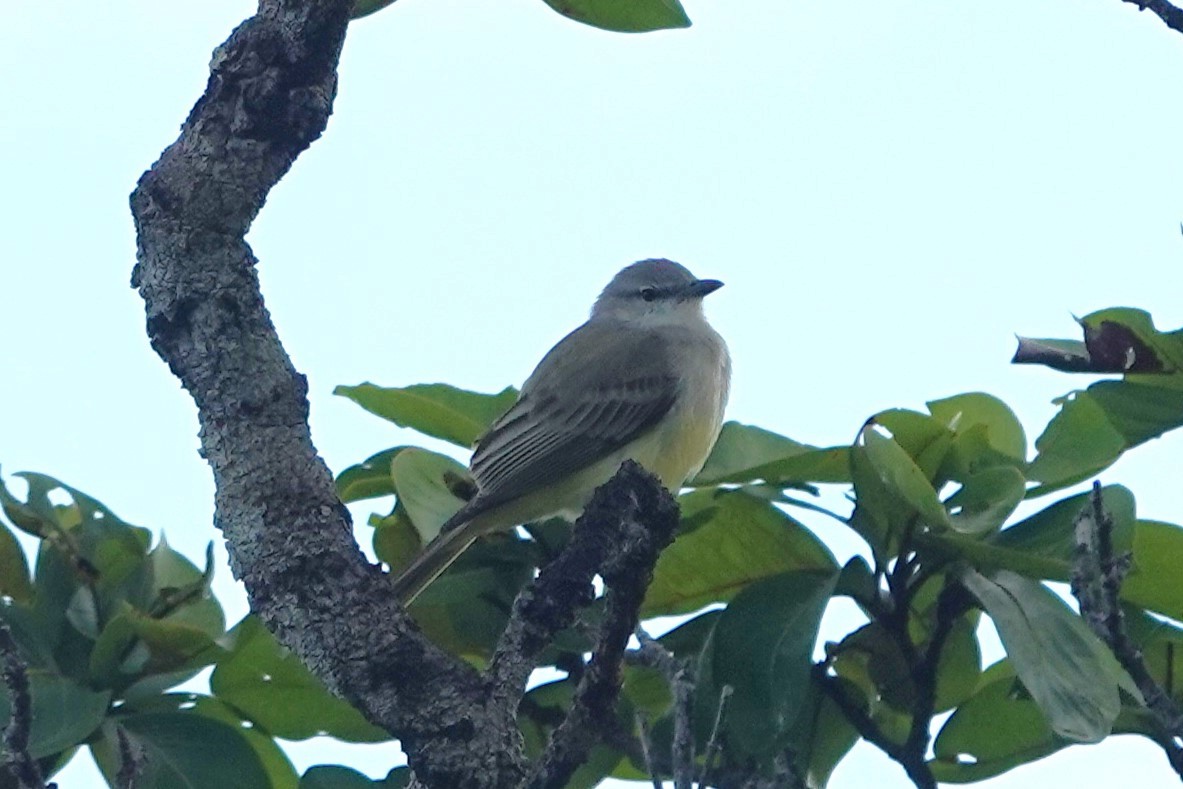 Suiriri Flycatcher - Julien Piolain