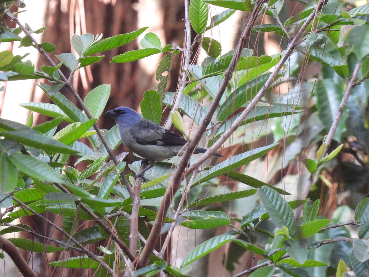 Yellow-winged Tanager - María Eugenia Paredes Sánchez