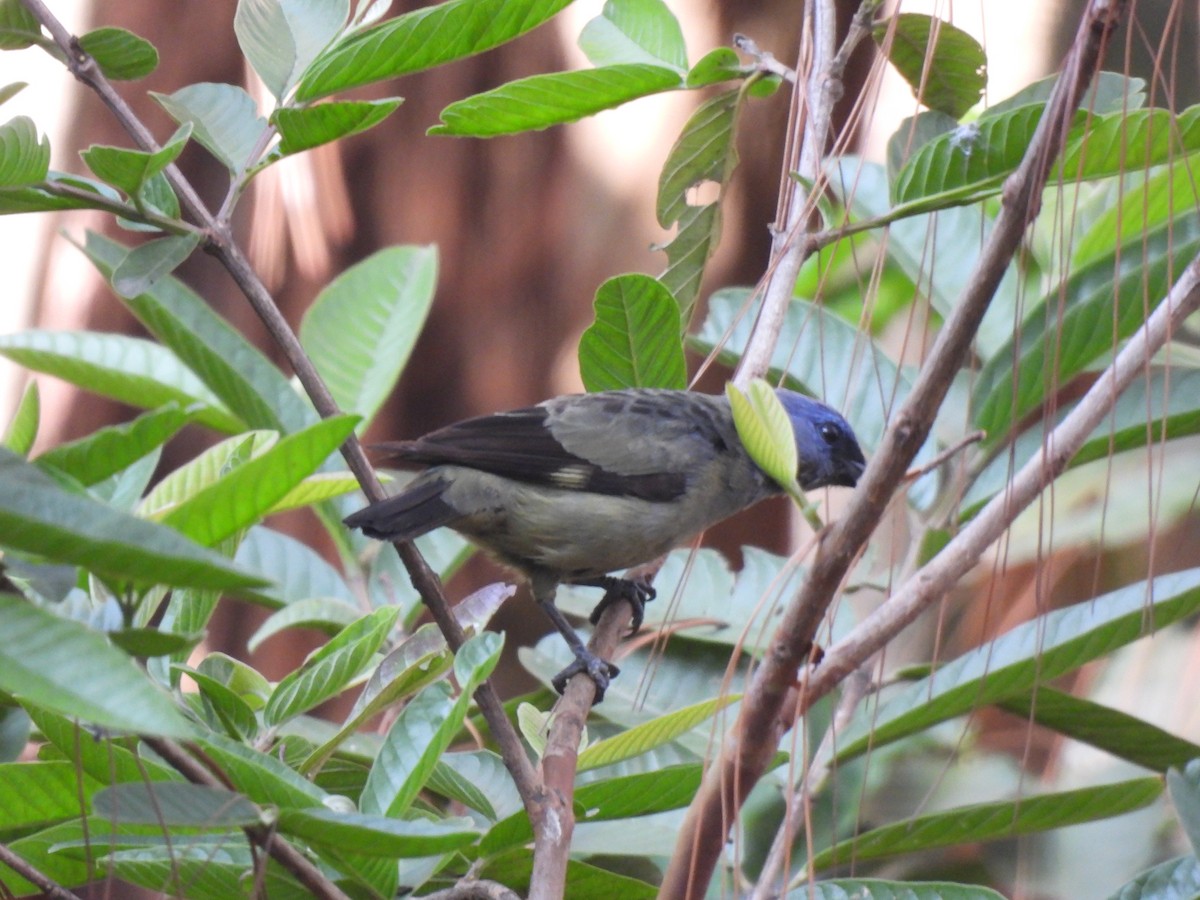 Yellow-winged Tanager - María Eugenia Paredes Sánchez