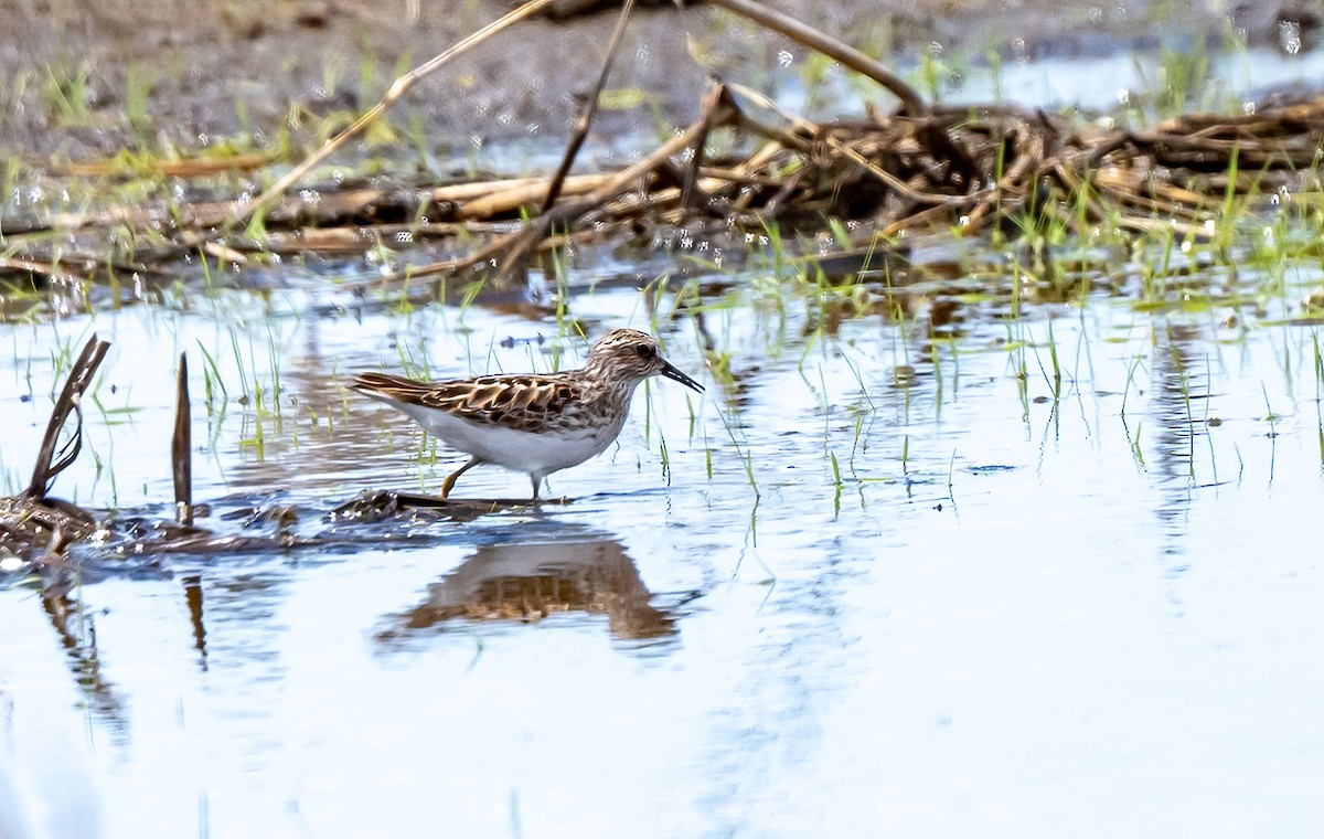 Least Sandpiper - ML619045736