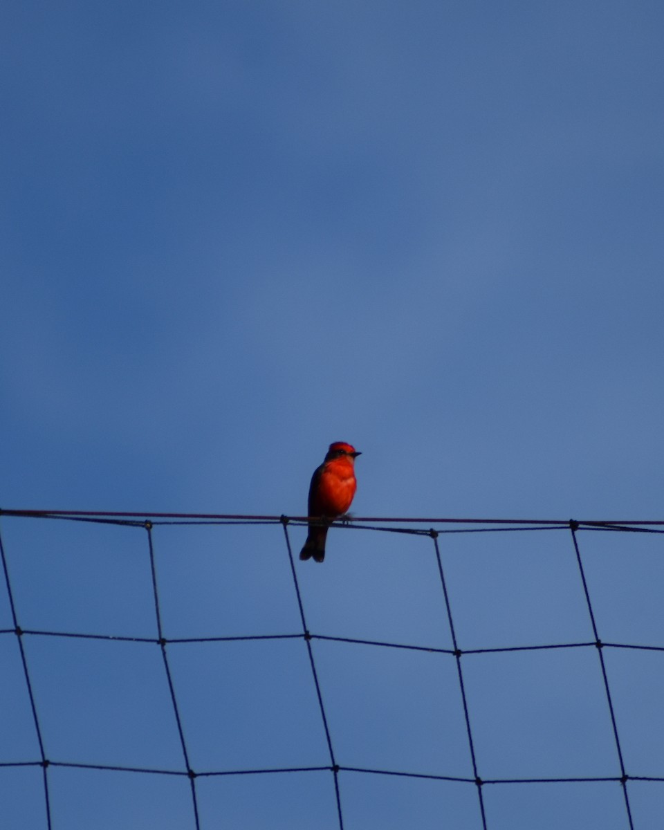 Vermilion Flycatcher - Jefferson Paya Barbosa