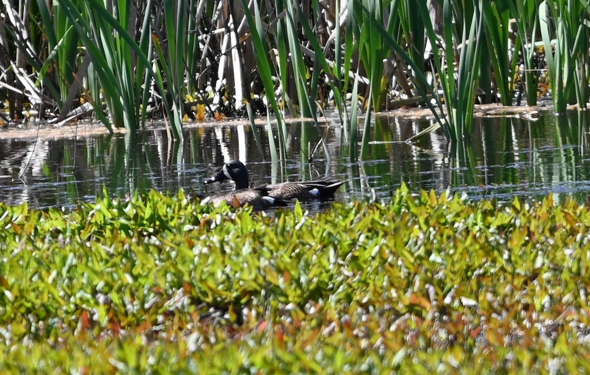 Blue-winged Teal - ML619045739