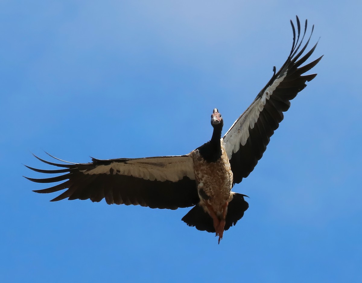 Magpie Goose - ML619045750