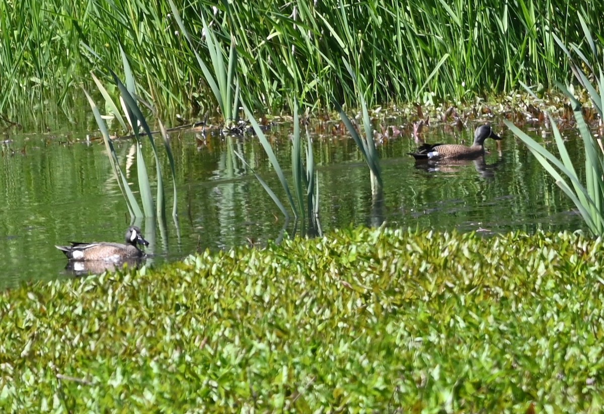 Blue-winged Teal - ML619045758