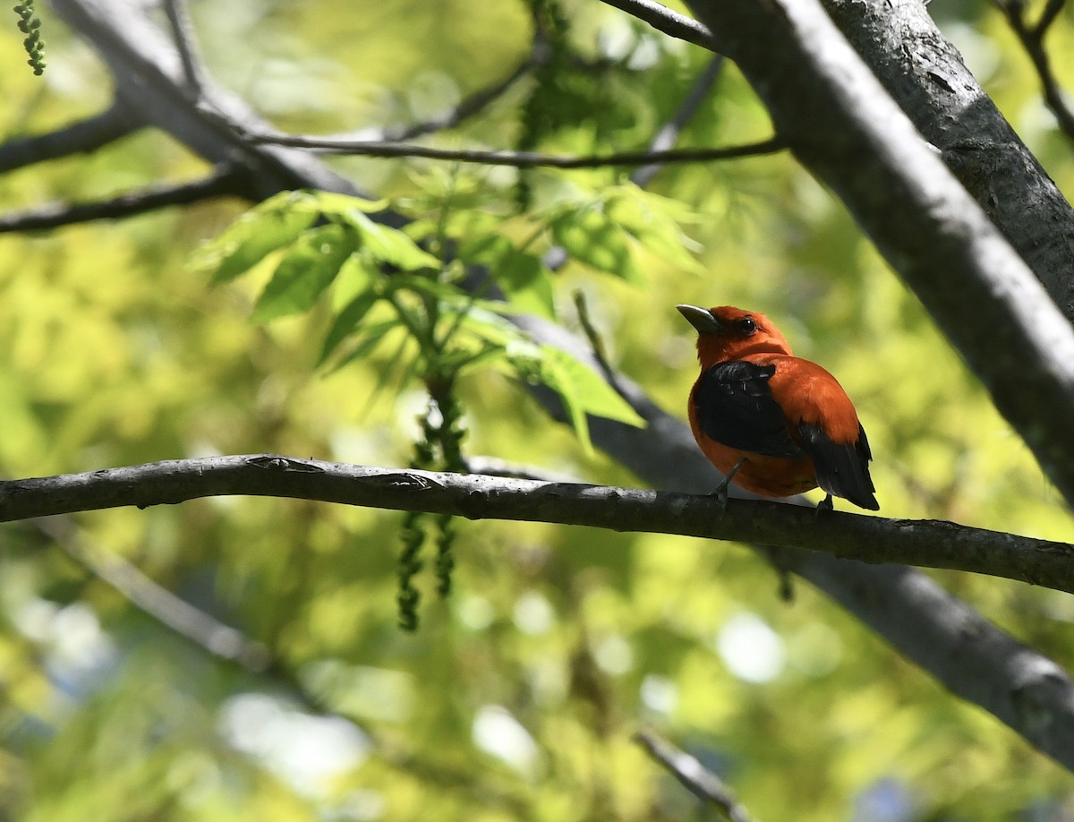 Scarlet Tanager - Anonymous