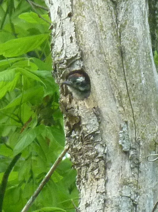 Downy Woodpecker (Eastern) - Anonymous