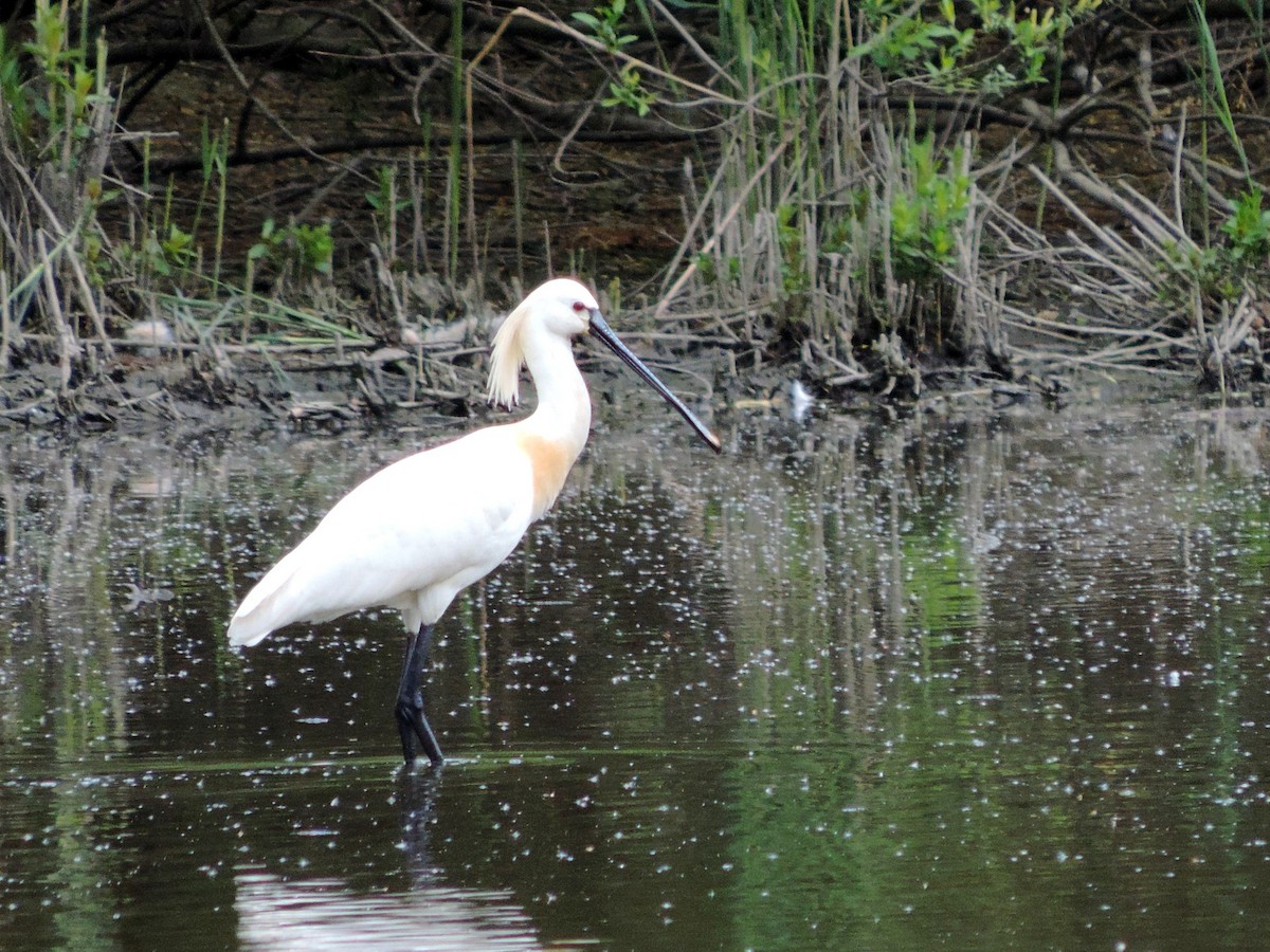 Eurasian Spoonbill - ML619045775