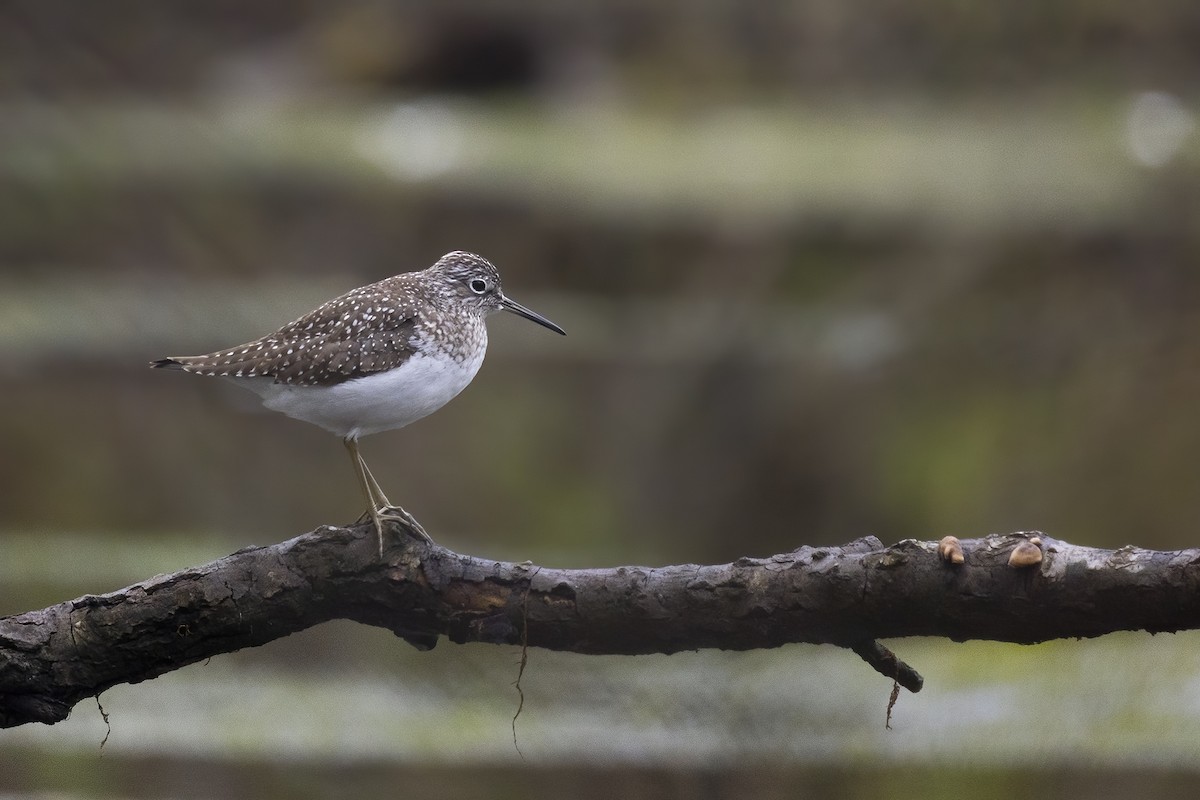 Solitary Sandpiper - Maurice Pitre