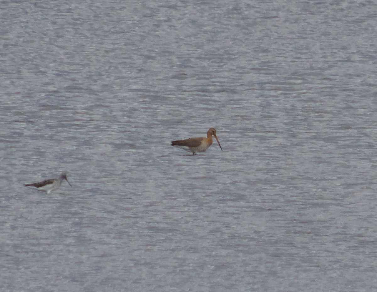 Black-tailed Godwit - Jáchym Tesařík