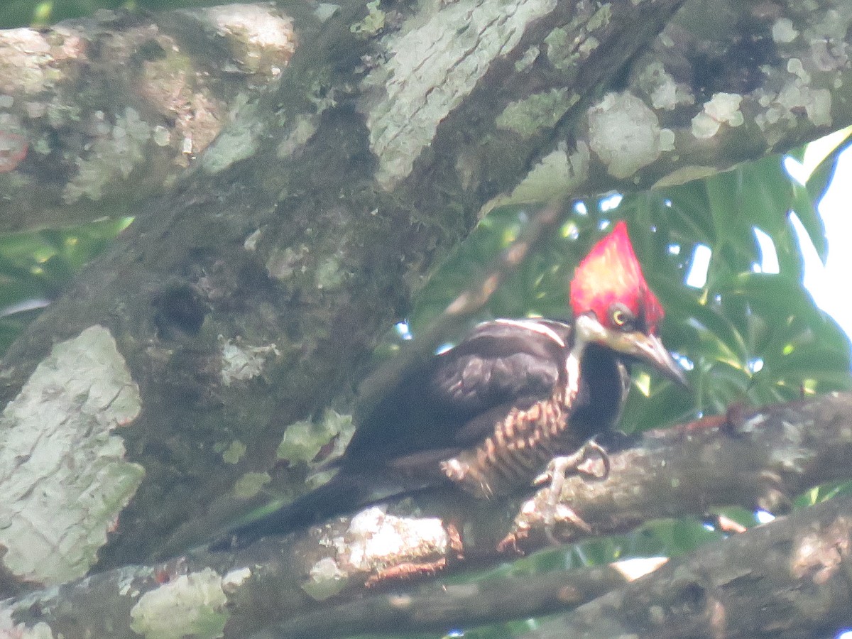 Crimson-crested Woodpecker - Randy Smith