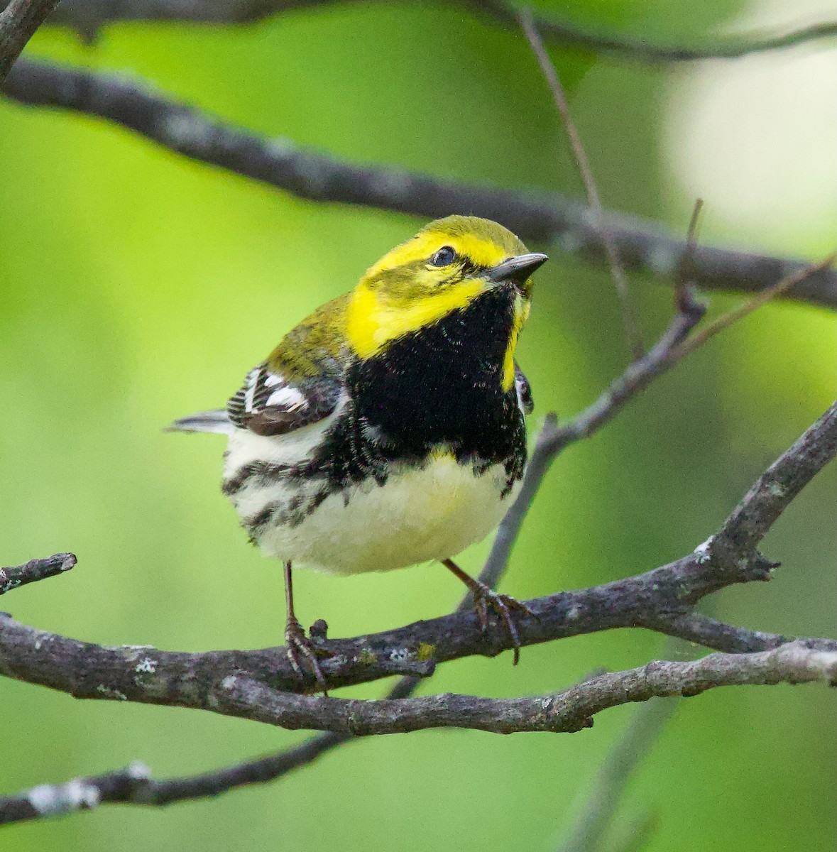 Black-throated Green Warbler - Michael Yellin