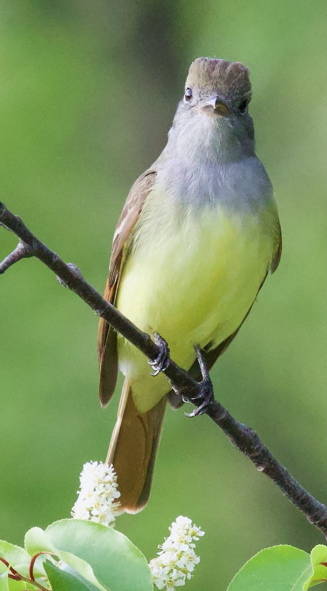 Great Crested Flycatcher - ML619045841
