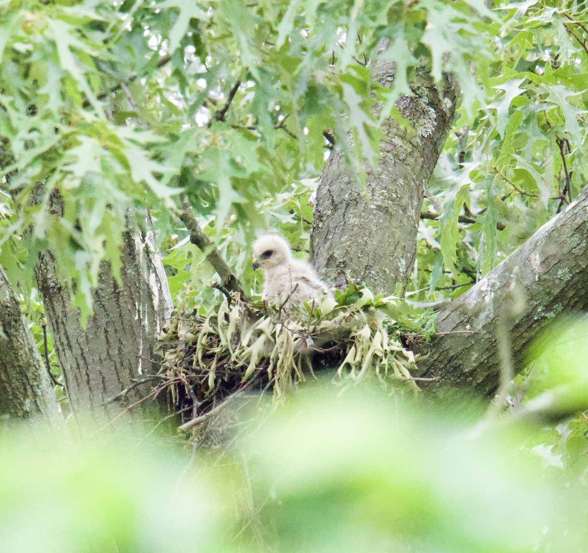 Red-shouldered Hawk - Julia Gross