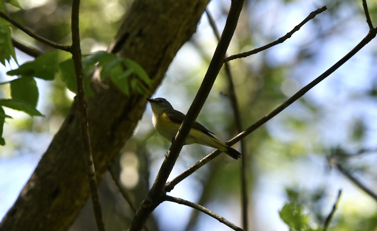 American Redstart - Anonymous