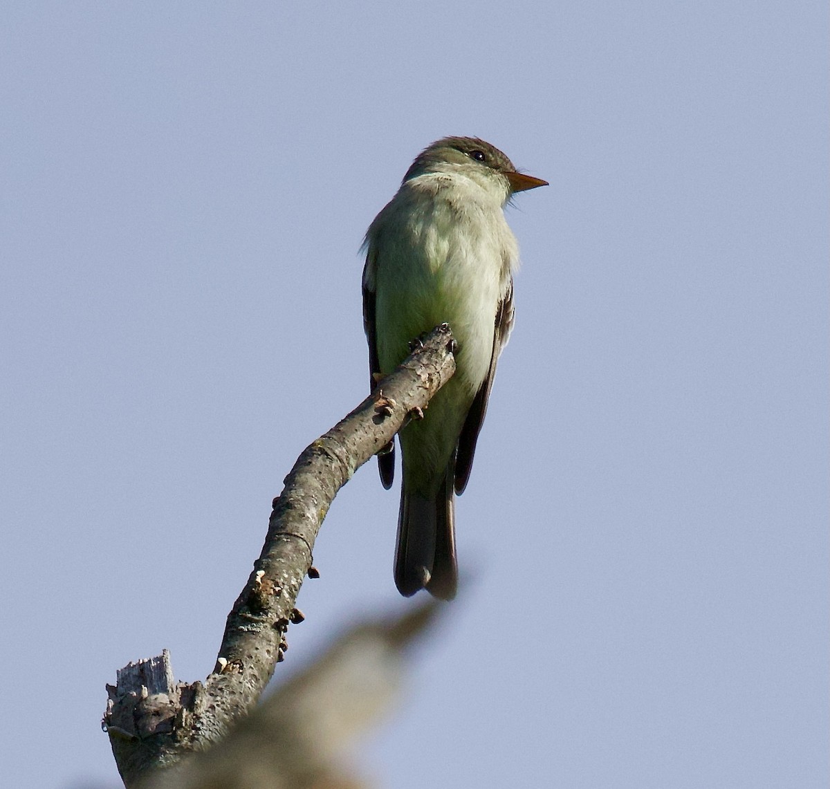 Eastern Wood-Pewee - ML619045884