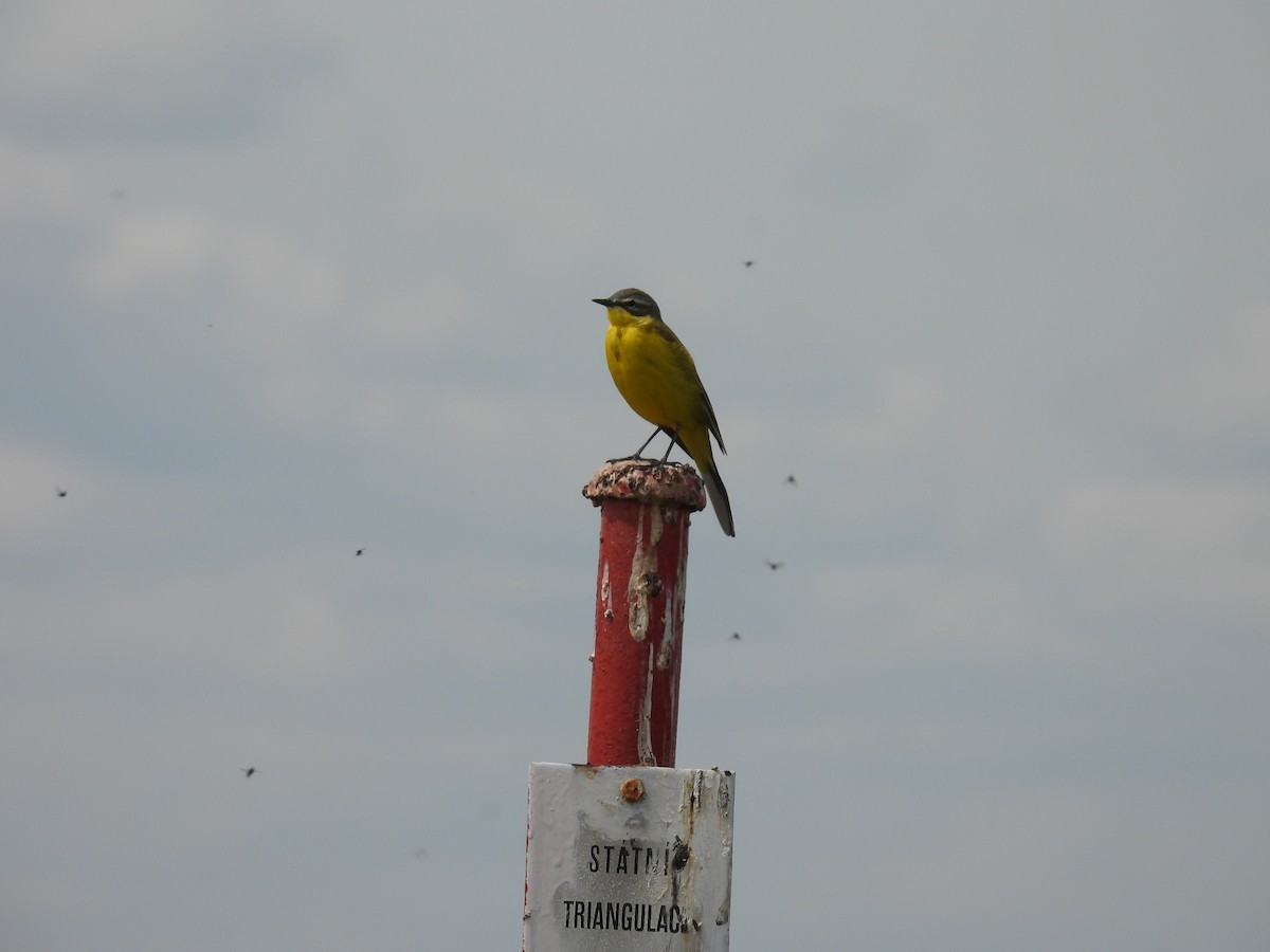 Western Yellow Wagtail - Libor Schröpfer