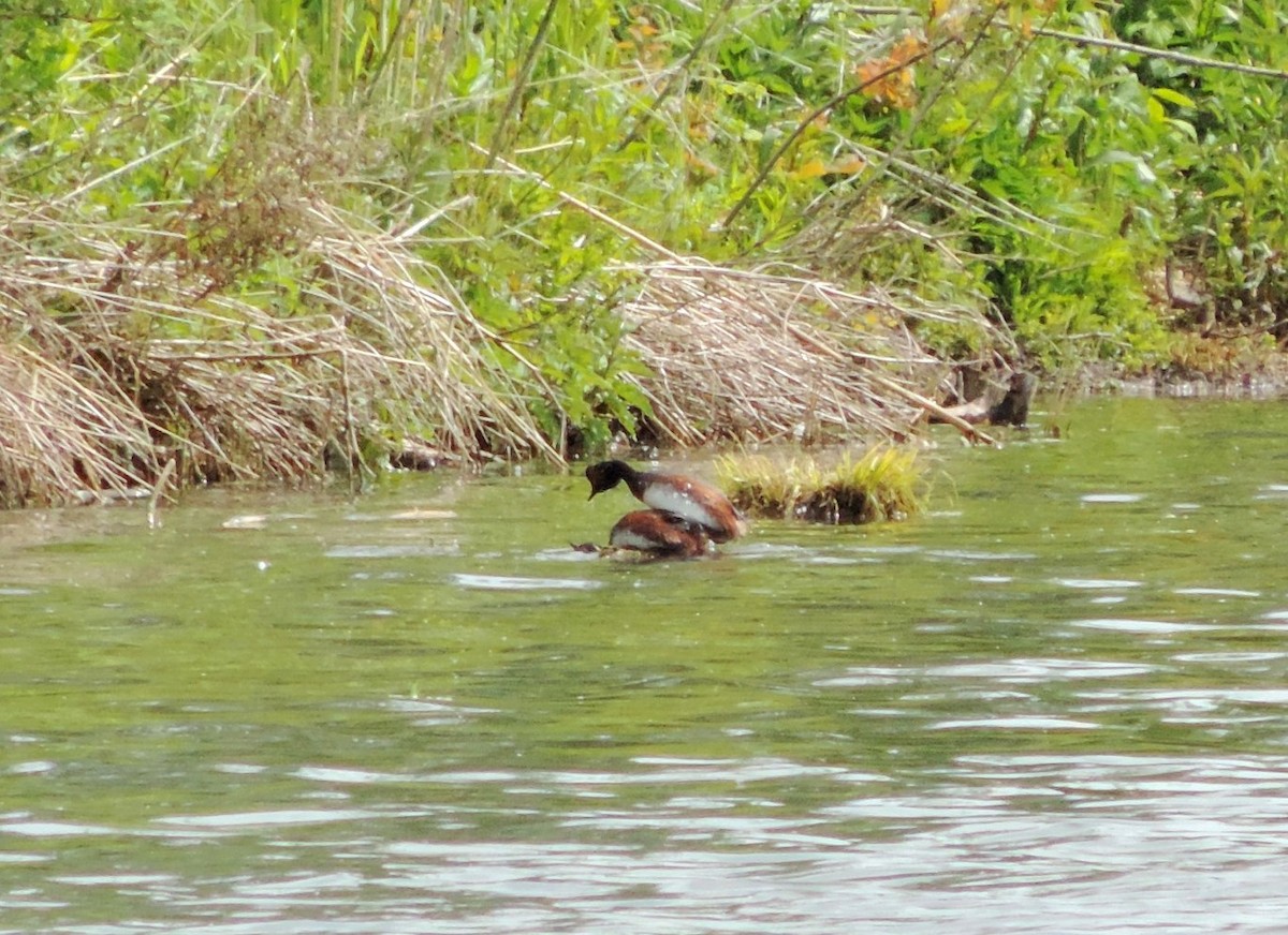 Eared Grebe - Jáchym Tesařík