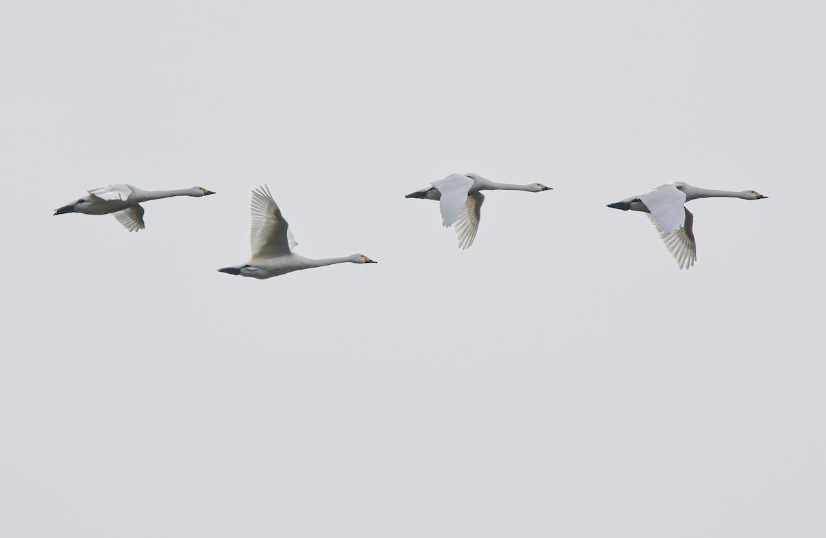 Tundra Swan - Christos Christodoulou