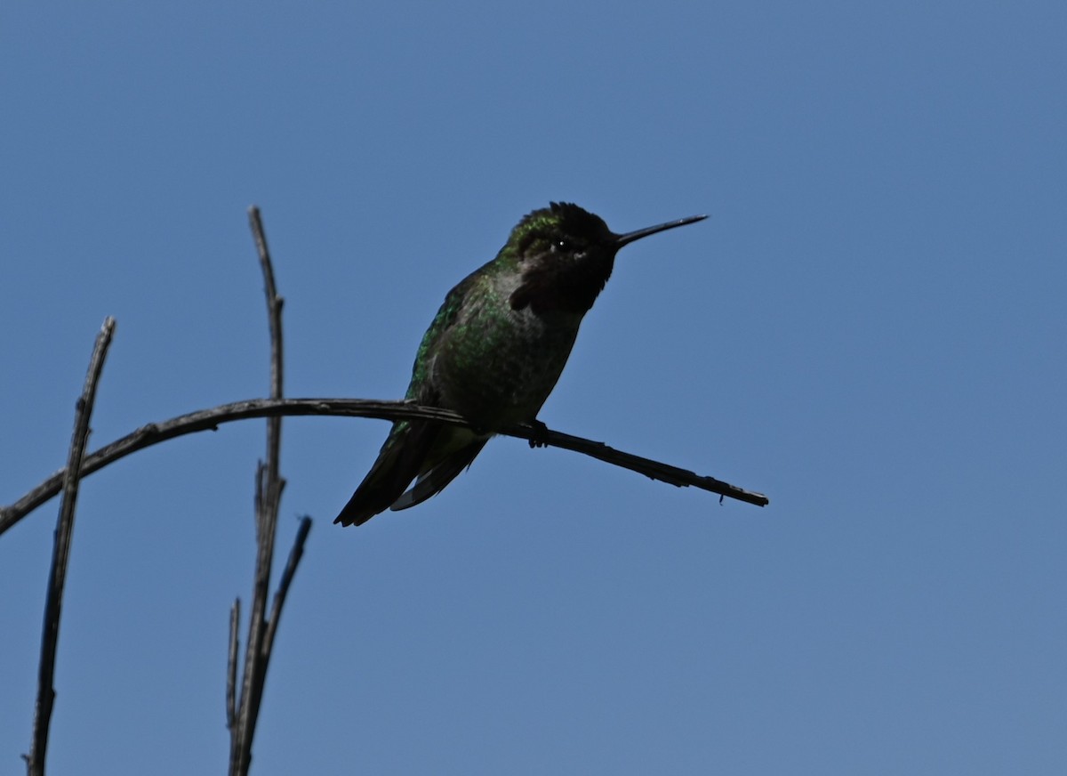 Anna's Hummingbird - ML619045952