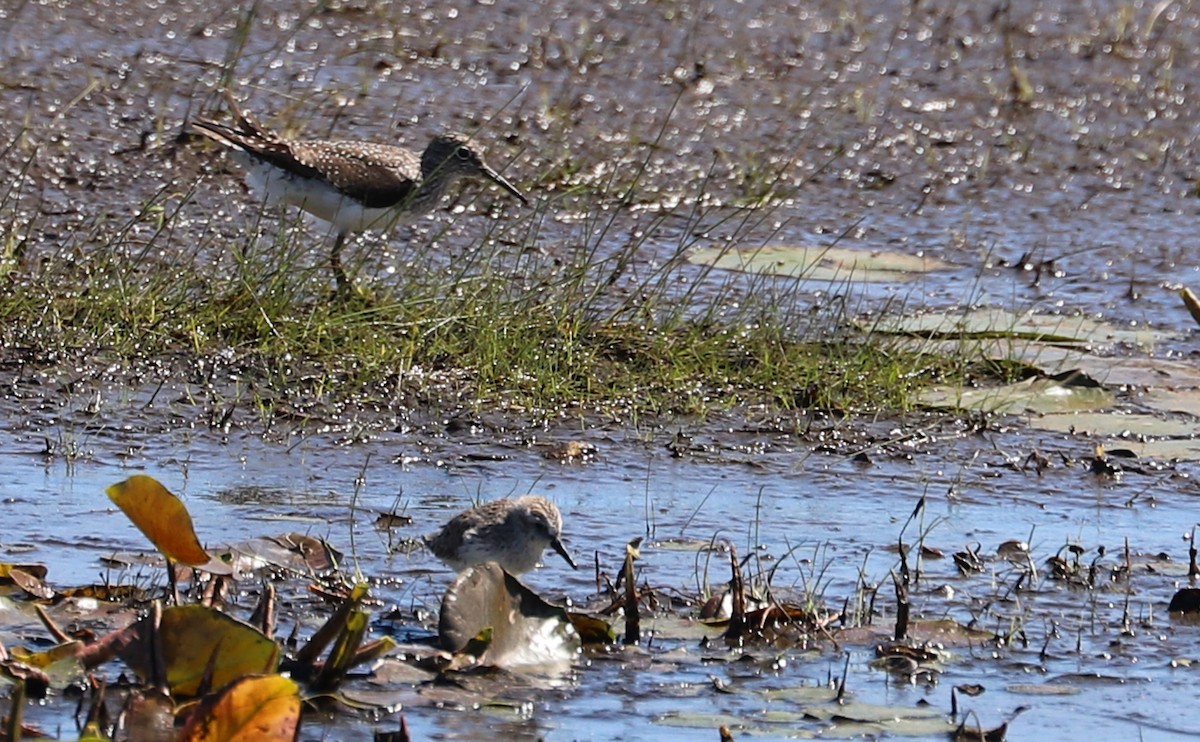 Solitary Sandpiper - Rob Bielawski