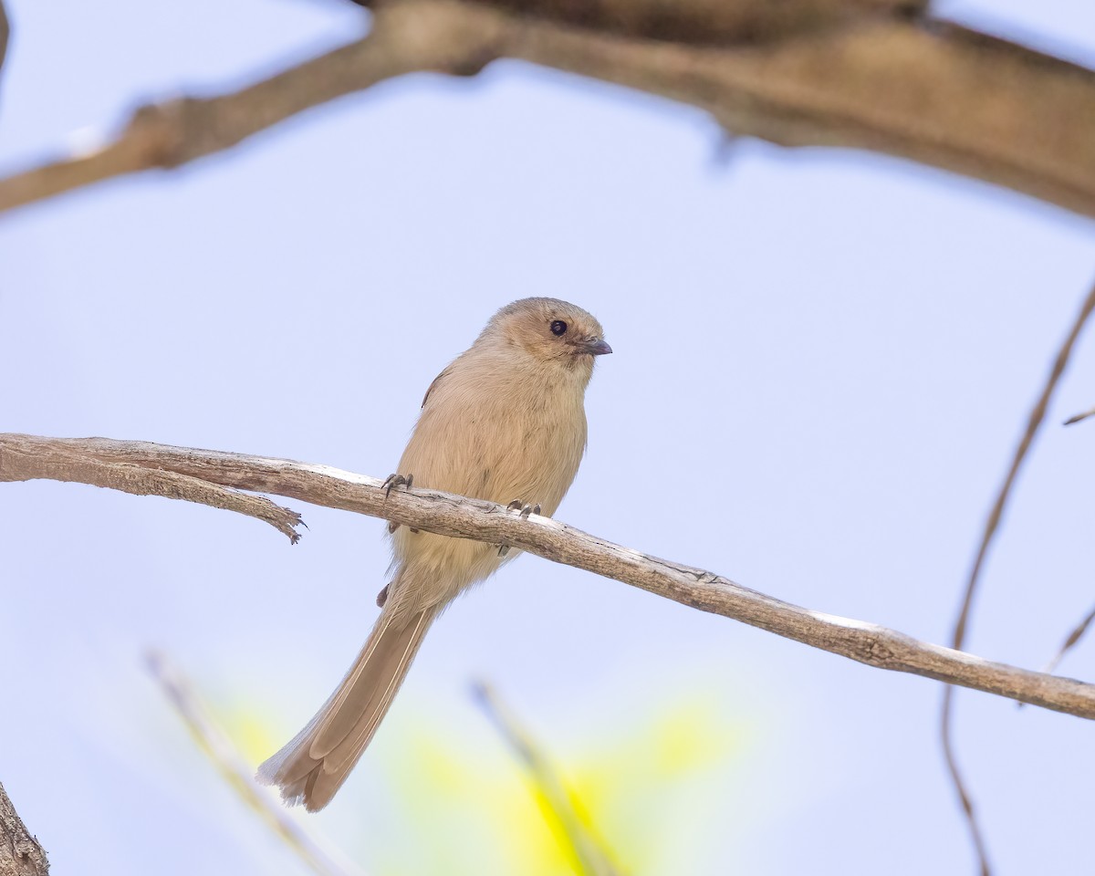 Bushtit - ML619045962