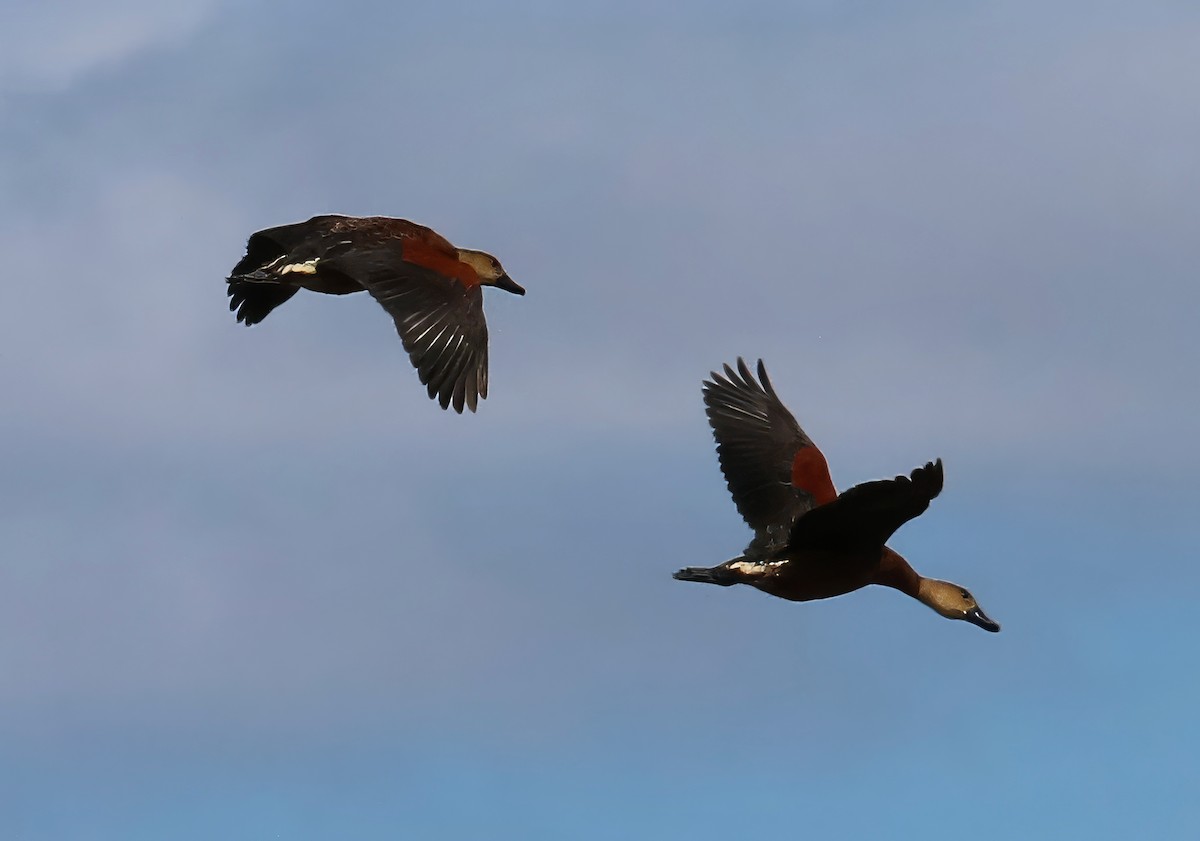 Wandering Whistling-Duck - Constance Vigno