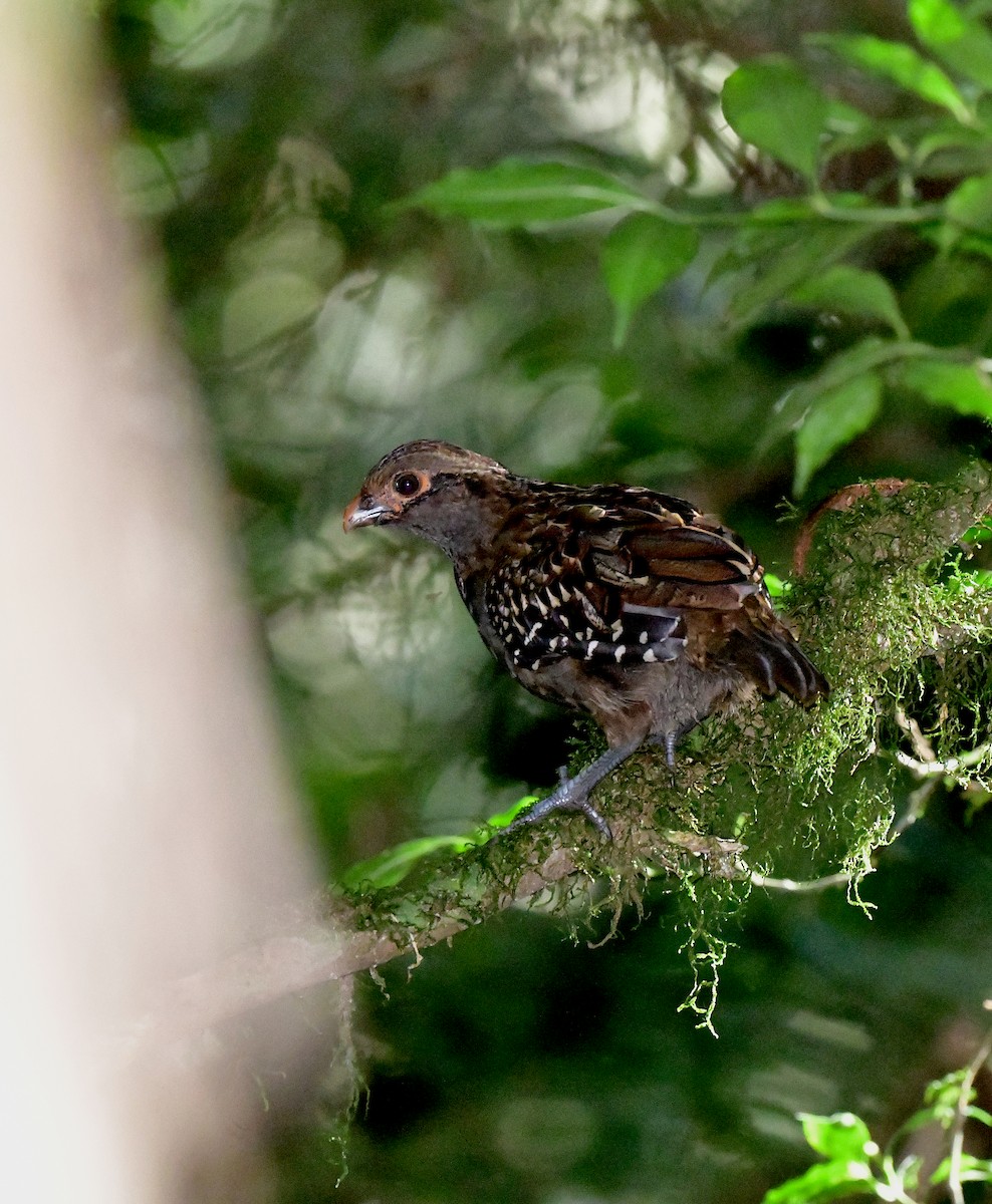 Spot-winged Wood-Quail - ML619045975