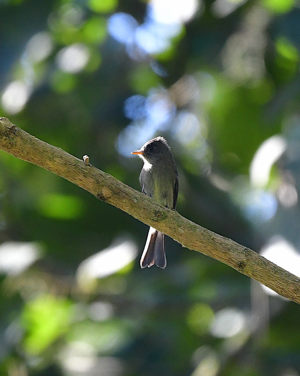 Southern Tropical Pewee - Xyko Paludo