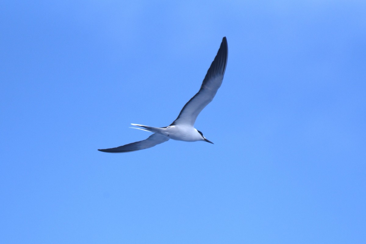 Bridled Tern - John Swenfurth